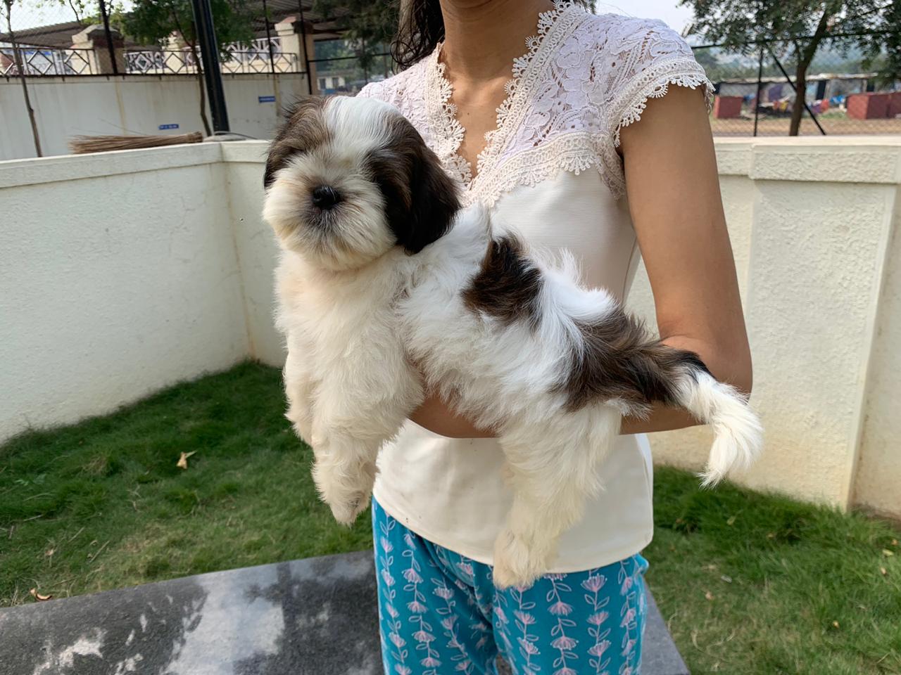 Image of shih tzu posted on 2022-08-22 04:07:05 from Pune